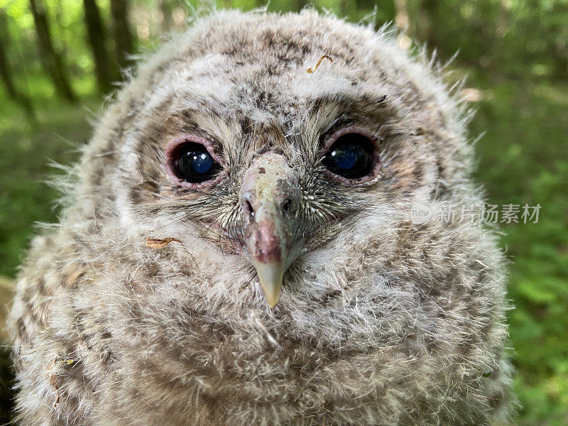 可爱的茶色猫头鹰(Strix aluco)小鸡